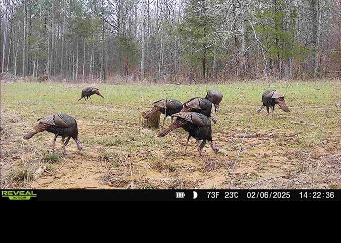 Bucks and Beards Food Plot Seed Mix for Deer and Turkeys, 1/4 Acre or 2 Acres, Two Species One Plot, Mix of Clovers, Chicory, and Cereal Grains, Maximum Attraction