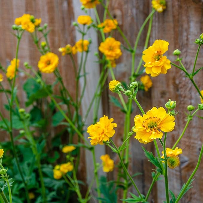 Outsidepride Lady Stratheden Geum Seeds - 1000 Pcs Easy to Grow Perennial Flower Seeds for Planting with Vibrant Blooms Attractive to Pollinators, for Cut Flower Arrangements, Borders, & Flower Beds