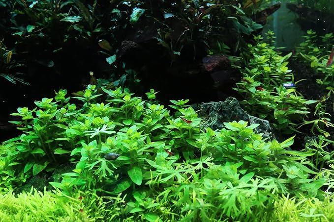 SubstrateSource Live Plant - Staurogyne Repens Tissue Culture Aquatic Live Aquarium Plant - 100% Snail Free in Vitro Cup (Staurogyne Repens)