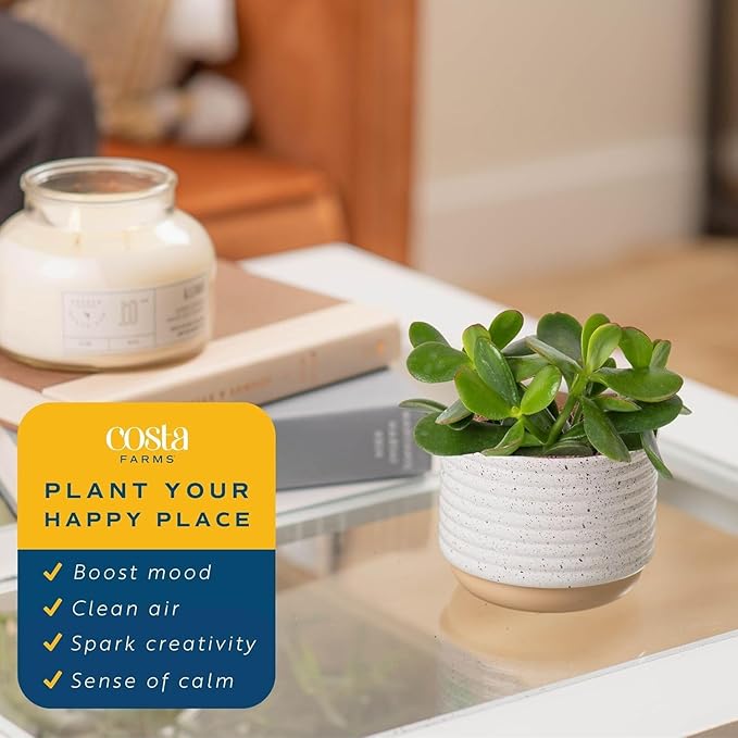 Costa Farms Jade Live Plant in Decorative Pot, Succulent Indoor Houseplant, Perfect for Home, Room, or Office Decor, Great House Warming or Birthday Gift, 4-6 Inches Tall