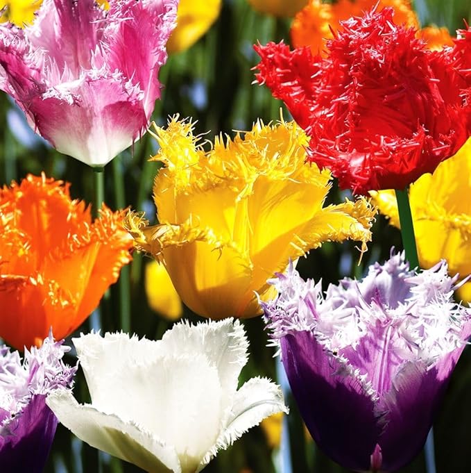 10 Triumph Tulip Bulbs for Fall Planting Mixed Perennial Flower Tulip Bulbs Changing Colors Mixture Size 12+ (Tulipa Fringed)