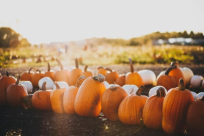 Park Seed Captain Jack Hybrid Pumpkin Seeds – Giant Tall Barrel-Shaped Variety for Carving, Baking, and Fall Displays, Deep Orange Flesh and Curved Handles, Easy to Grow in USA Gardens, Pack of 10