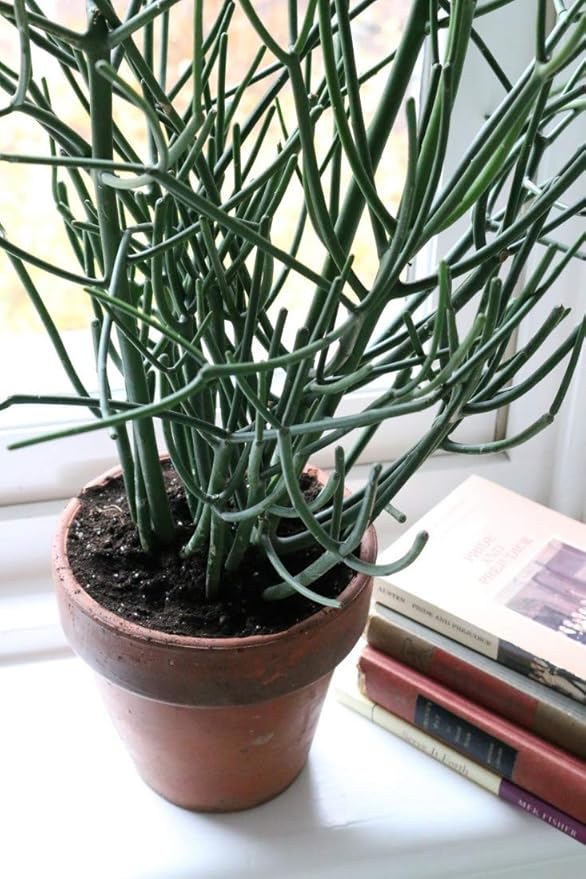 Pencil Cactus - 5 Live Plants in 4 Inch Pots - Euphorbia Tirucalli - Beautiful Indoor Succulent Houseplant