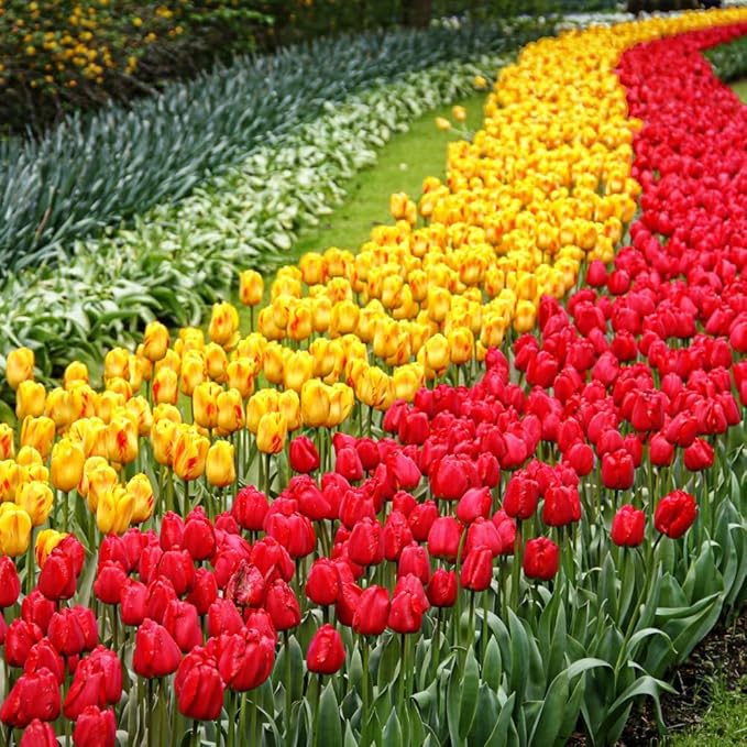 20 Top Size Tulip Bulbs for Fall Planting, Mixed Tulip Flower Bulbs, Bulk Pack of Colorful Tulips for Spring Blooms, Grow Flowerbeds, Fresh Harvest
