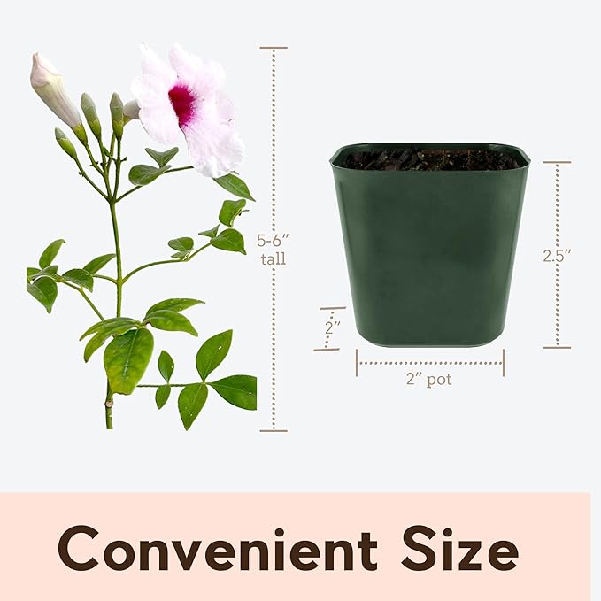 My Shelfie - Pink Bower Flower Vine, Pink Plant Vine for Trellises, Railings, Balconies, and More, 5-6 Inches Tall Live Plants in 2-Inch Pot, Outdoor Plant for USDA Zones 9-11 (5)