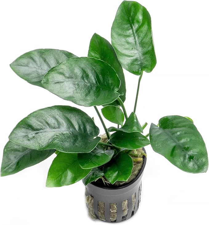 SubstrateSource Anubias Live Aquarium Plants - Potted Freshwater Plant for Fish Tanks, Terrariums - Beginner Friendly Low Light (Nana, 3 Pots)