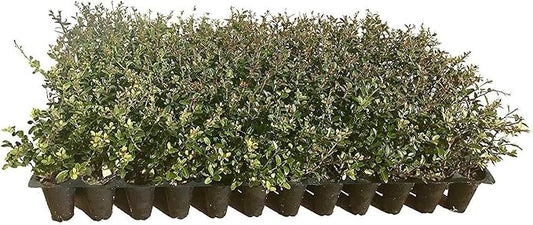 Dwarf Yaupon Holly | Ilex Schilling Stokes Vomitoria | 3 Live Plants | Drought Tolerant Low Maintenance Evergreen Hedge