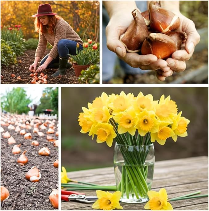 Pink Charm Daffodil Bulbs for Planting - Easy to Grow Perennial Flowers for Garden or Containers (20 Bulbs)