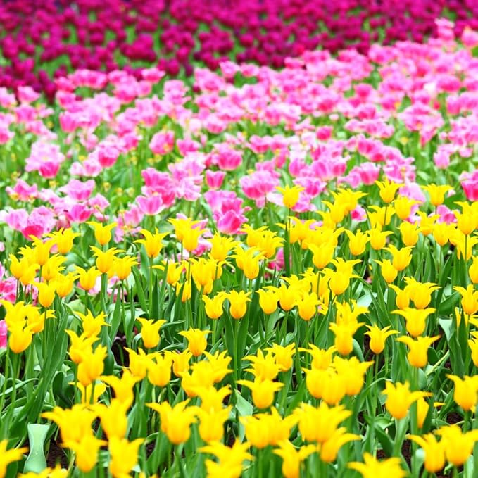 20 Top Size Tulip Bulbs for Fall Planting, Mixed Tulip Flower Bulbs, Bulk Pack of Colorful Tulips for Spring Blooms, Grow Flowerbeds, Fresh Harvest