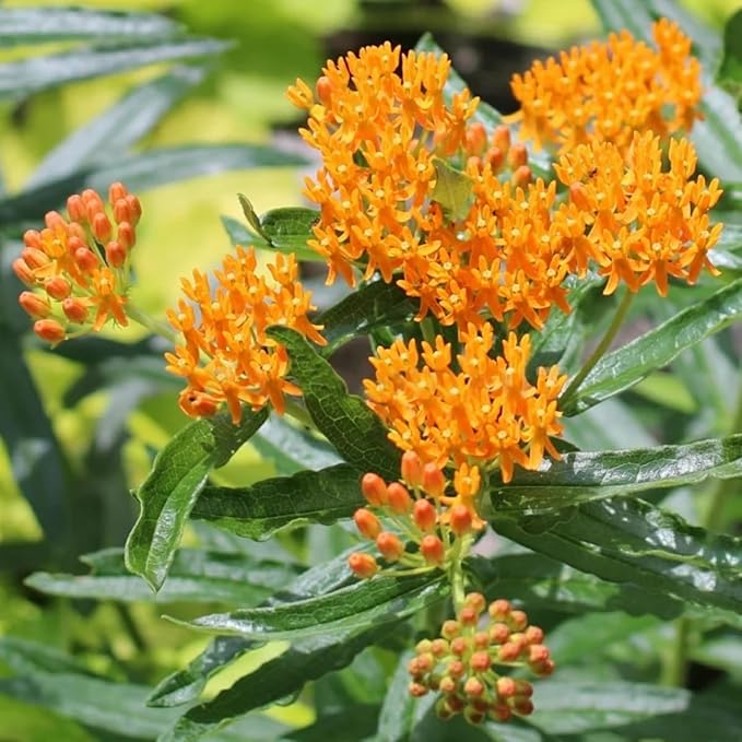2 Milkweed Plants Live, Live Milkweed Plants, Asclepias Tuberosa Plant, 5 to 8 Inc Tall, Outdoors Gardening (Orange)