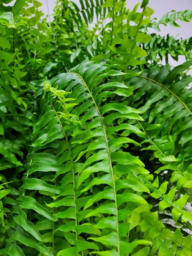 Live Boston Fern Hanging Basket Plant (10" Hanging Basket) - Overall Spread 25" to 30" - Tropical Plants of Florida