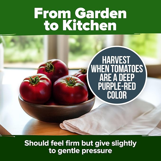HOME GROWN Cherokee Purple Tomato Seeds 2 Pack (Solanum lycopersicum) - 212 Seeds, Tomato for Planting - Heirloom Vegetable Seeds with High Germination Rate