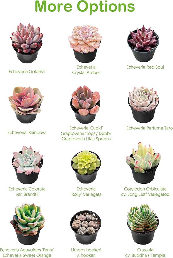 Live Succulent Echeveria 'Mottled Deer', Approx 2-inch Large, Potted Succulents, Fully Rooted, Easy Care House Plants