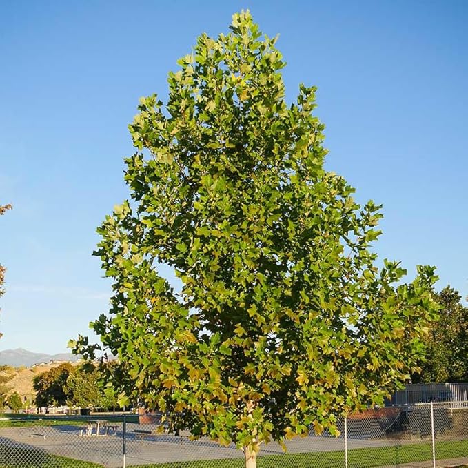 Tuliptree (Liriodendron tulipifera) – 1 Gallon Potted – Fast-Growing Flowering Shade Tree | Arbor Day Foundation (Due to Agricultural Laws, Unavailable to CA or AZ)
