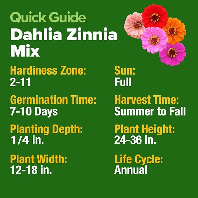 HOME GROWN Zinnia Dahlia Seeds Pack for 2026 – 524 Non GMO Flower Seeds | Vibrant Zinnia Elegans for Pollinator Gardens, Borders & Containers | Easy-to-Grow Outdoor Blooms