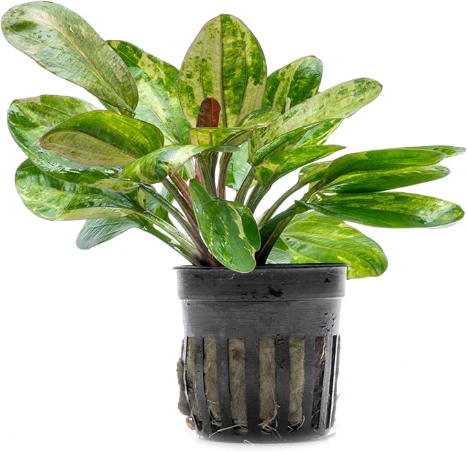 SubstrateSource Live Plants - Echinodorus ‘Hadi Red Pearl Variegated’ (Echinodorus sp.) - Low to Medium Light, Red Green Accent, Midground, Freshwater Aquatic Plant - Pot