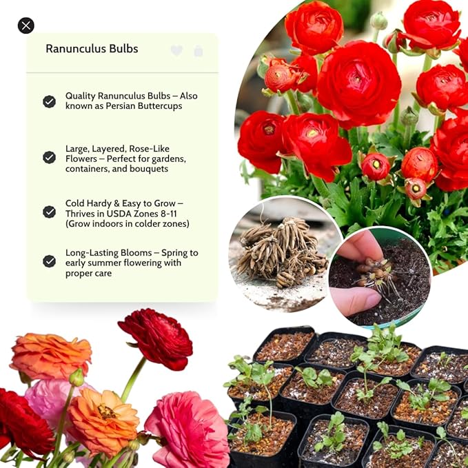 Ranunculus Bulbs for Planting, 25 Red Ranunculus Bulbs for Fall Planting, French Peony Ranunculus Corms Bulk Ranunculus Flowers Buttercups, Butterfly Ranunculus Bulbs to Grow