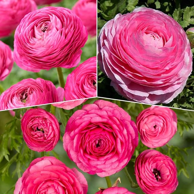 25 Ranunculus Bulbs for Fall Planting, Perennial Flowers Bulbs for Gardens, Vibrant Peony Buttercup Corms for Outdoor Borders (Pink Ranunculus Bulbs)