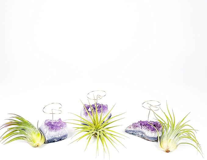 Set of 3 Mini Amethyst Crystal Air Plant Holders – Hand-Altered Natural Geode Clusters with Live Tillandsia, Ready-to-Gift Décor for Women, Birthdays, Christmas & Housewarming