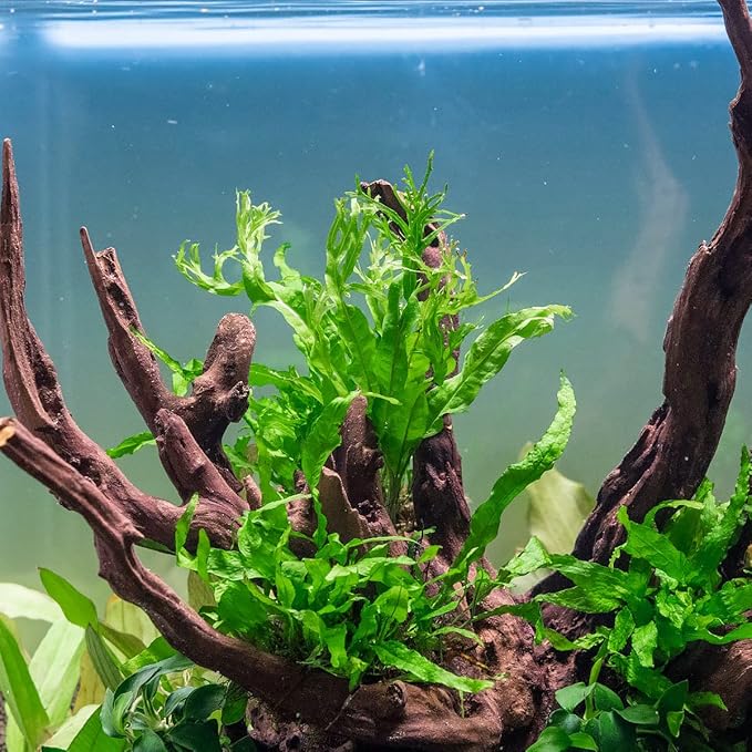 SubstrateSource Java Fern Live Aquarium Plants - Potted Freshwater Plant for Fish Tanks - Beginner Friendly, Low Light (Windelov, 3 Pots)