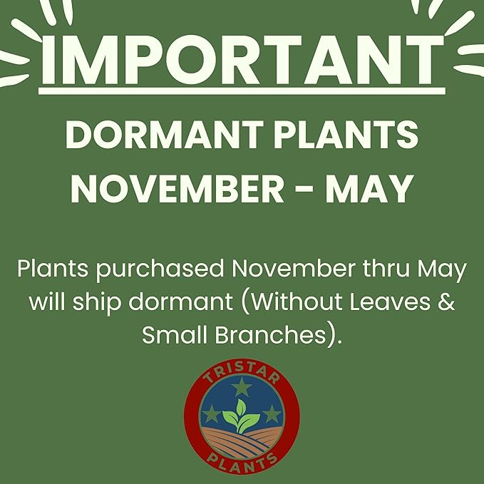 TriStar Plants - Butterfly Bush Black Knight, 1 Gallon Trade Pot - 1'ft Tall - Established Potted Plant, Buddleja - Fast Growing, Attracts Pollinators, Deer Resistant Flowering Shrub