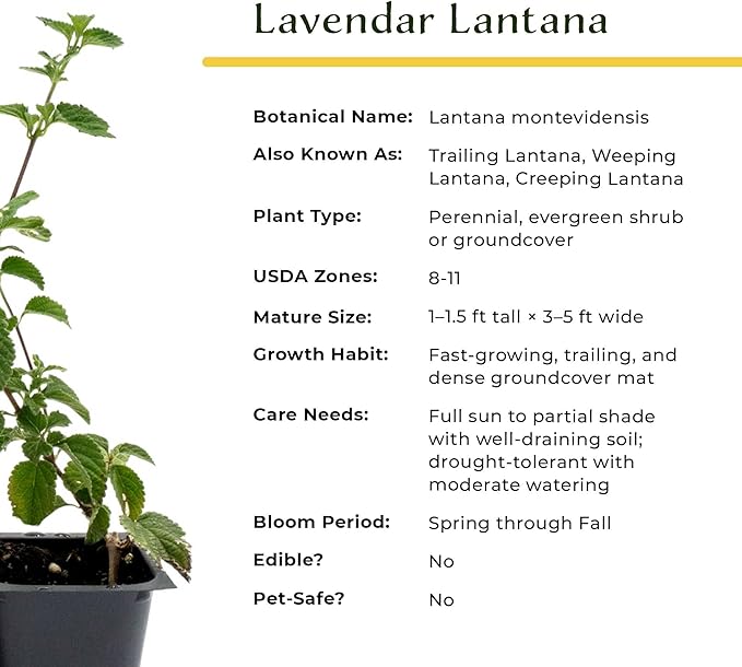 3 Lavender Lantana in 2.5” Nursery Cubes (Lantana montevidensis) | Trailing Live Evergreen Shrub for Containers & Landscapes | Ready-to-Plant Live Starter Plants