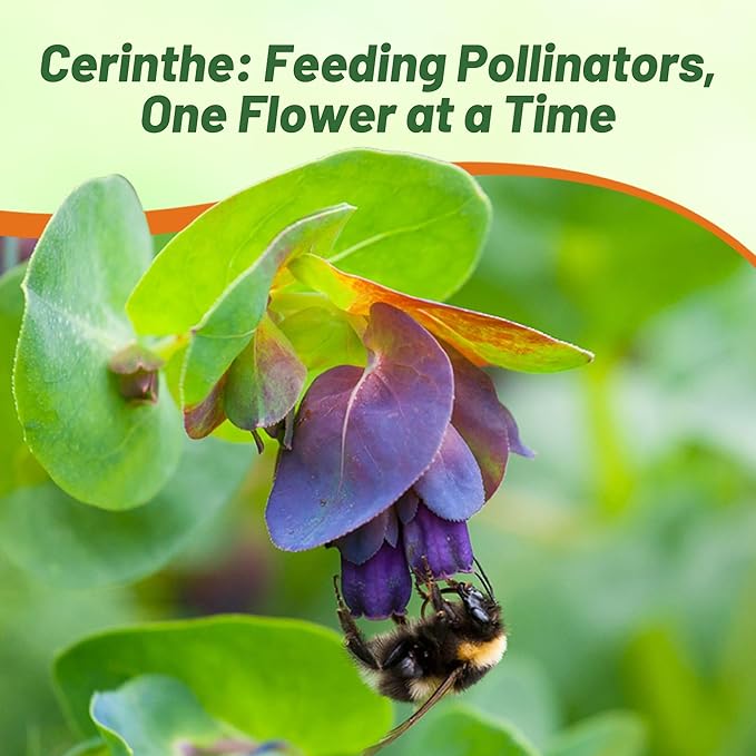 Outsidepride Cerinthe Major Honeywort Seeds - 50 Pcs. Annual, Self-Sowing & Easy to Grow, Flower Seeds for Planting, Vibrant Purple-Blue Tube-Like Blooms for Garden Beds, Borders & Container Displays
