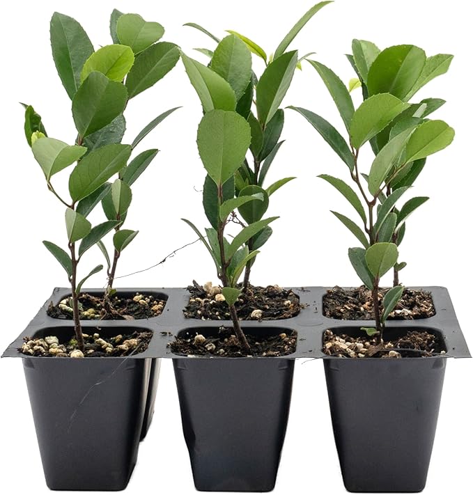 6 Carolina Cherry Laurel in 2.5” Nursery Cubes (Prunus caroliniana) | Evergreen Screening Shrub or Small Tree for Hedges, Borders & Wildlife | Ready-to-Plant Live Starter Plants