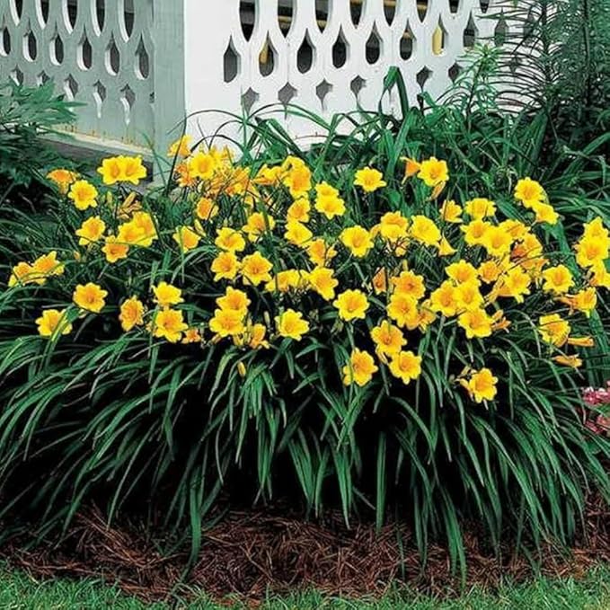 5 Yellow Daylily Bulbs for Planting, Reblooming Daylilies Bulbs, Perennial Flowers Bulbs