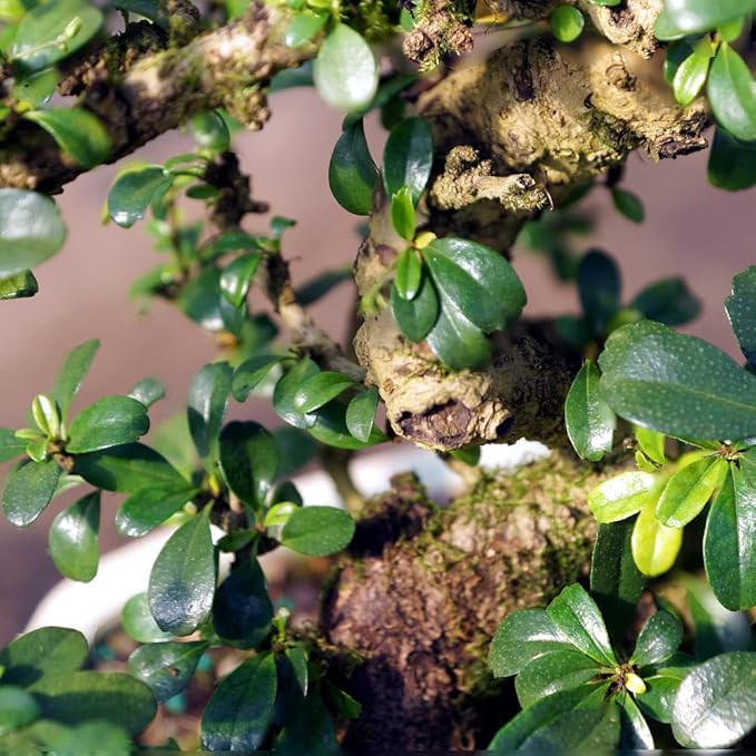 Brussel's Bonsai Live Fukien Tea Bonsai Tree - Medium, 9 Year, 8 to 12 inches Tall - Indoor Bonsai Tree Live with Ceramic Bonsai Pot and Bonsai Tray