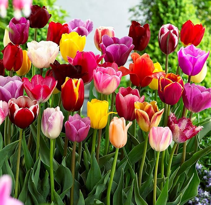 10 Triumph Tulip Bulbs for Fall Planting Mixed Perennial Flower Tulip Bulbs Changing Colors Mixture Size 12+ (All Season Barn Mixture)