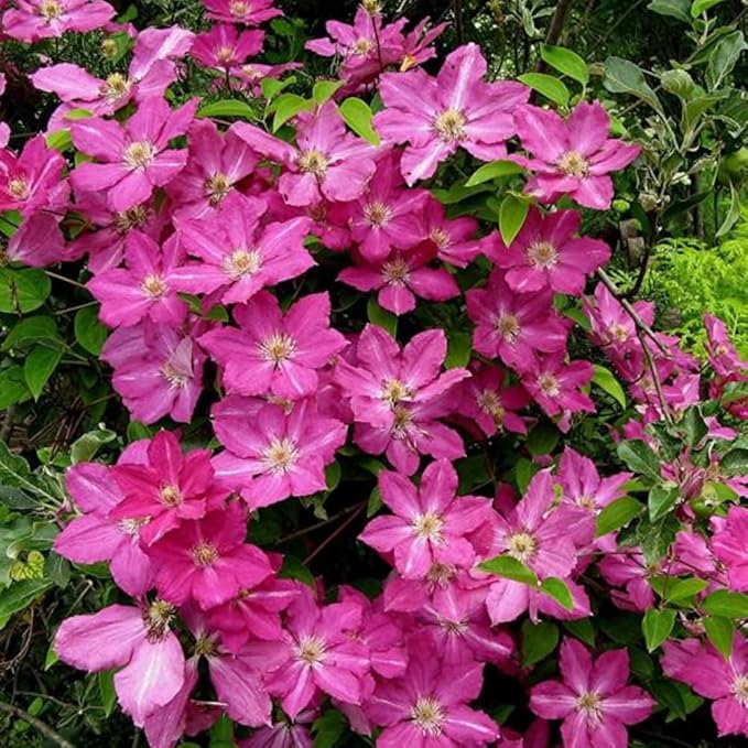 Pink White Clematis Vine Live Plant Clematis Flower Perennial Starter Plant in 2.5 Inches Pot