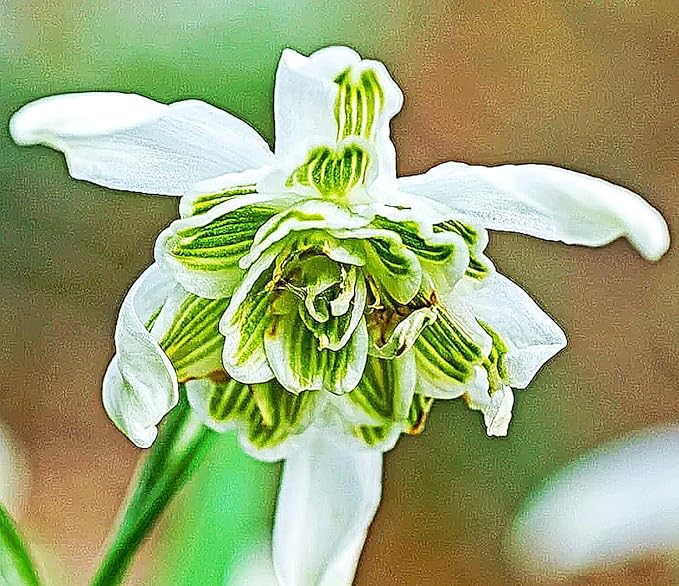 5 Double Snowdrops Bulbs - Top Size - Earliest Spring Blooms Thrive in Shade and Partial Sun - A Rare and Potected Specie in Holland