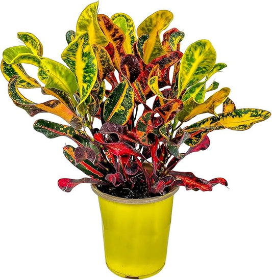 Croton Mammy - 16" to 20" Overall Height - Live Variegated Plant - Tropical Plants of Florida (Plant in Growers Pot)