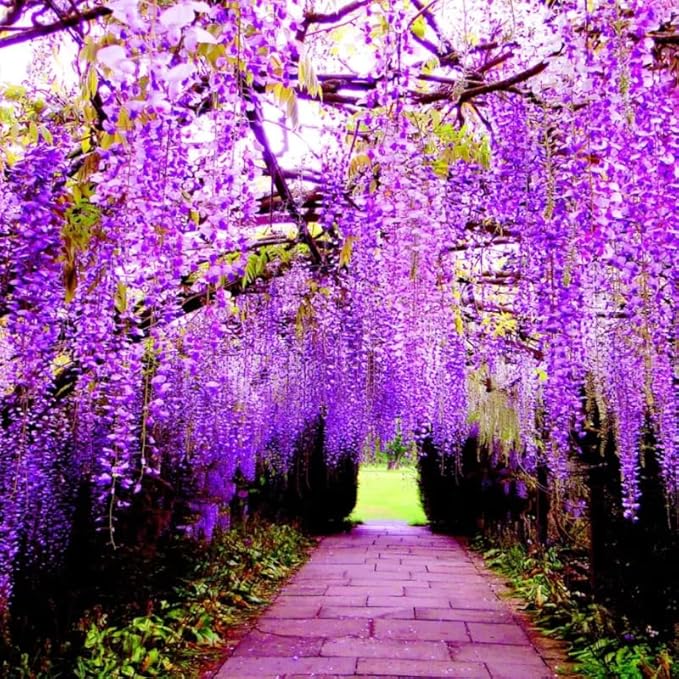 2 Purple Wisteria Trees Live Plants, Purple Wisteria Plant Live 6 to 12 Inch Height, in Pots, Wisteria Vine Live Plant, Fragrant Wisteria Flowers Ready to Grow Indoors Outdoors