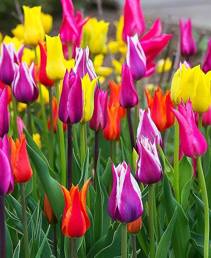 Tulipa Fringed Mixture Tulip Bulbs Size 11/12 for Planting - Plant in Fall, Winter or Early Spring (Lily Flowering Mixture, 15, Count)
