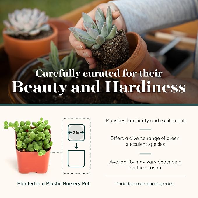 Shop Succulents | Verde Collection | Assortment of Hand Selected, Fully Rooted Live Indoor Green Succulent Plants, 40-Pack