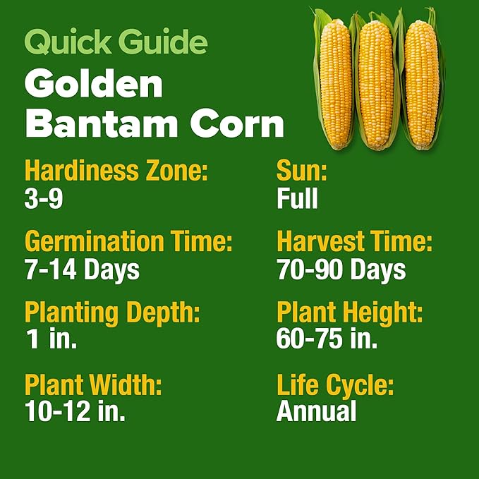 HOME GROWN Golden Bantam Corn 1 Pack 100 Heirloom Vegetable Seeds Grow Sweet Corn Outdoors Easy for Beginners & Great for Home Gardeners High Germination (Zea mays)