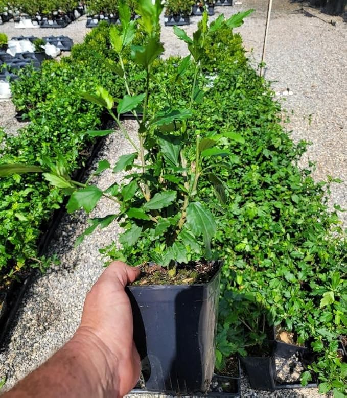 Blue Bird Hibiscus - Althea - Rose of Sharon - Live Plant - Quart Pot
