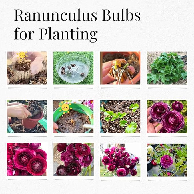 25 Ranunculus Bulbs for Fall Planting, Perennial Flowers Bulbs for Gardens, Vibrant Peony Buttercup Corms for Outdoor Borders (Purple Ranunculus)