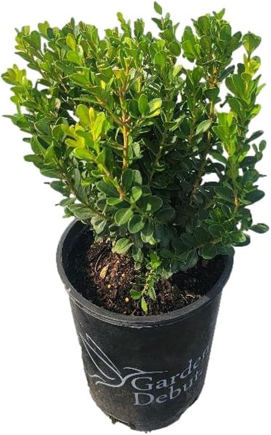 Baby Gem Dwarf Boxwood - Live Plant - Full Gallon Pot