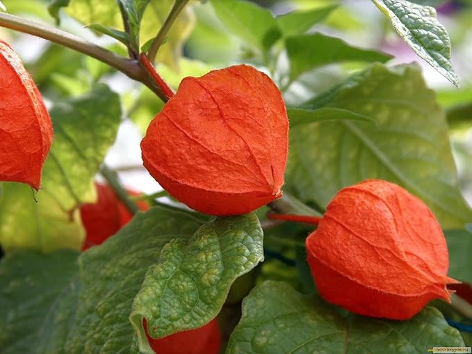 Seeds Cape Gooseberry Peruvian Groundcherry - Orange Physalis - Heirloom Fruit - GMO Free