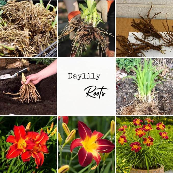 3 Red Daylily Bulbs for Planting, Reblooming Daylilies Bulbs, Perennial Flowers Bulbs