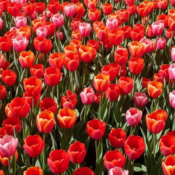 20 Tulip Bulbs for Fall Planting, Top Size Tulips Bulbs Perennial Flowers, Vibrant Spring Blooms, Easy Fall Planting (Red Tulip Collection)