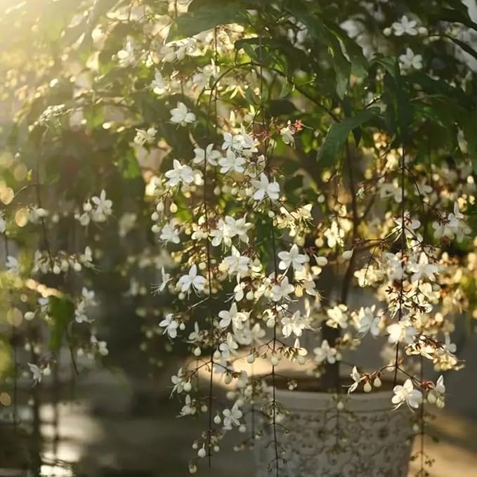 1 Clerodendrum Wallichii Smithianum Plant 5-9 Inc Tall - Light Bulb White Chain of Glory Light Clerodendrum Live Plant - Great for Beautifying Indoor and Outdoor Spaces