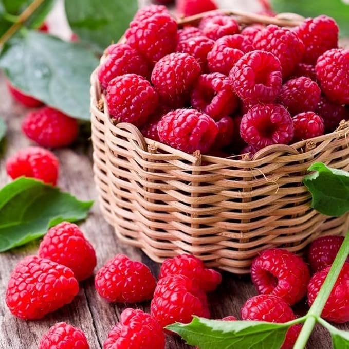 Set 2 Red Raspberry Plants Live, Raspberry Trees Live Plants, Raspberry Seedlings, 5-9 Inc, Raspberry Fruits Trees