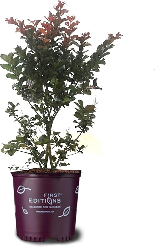 American Plant Exchange Plum Magic Crape Myrtle Tree Live, 3-Gallon Pot, 1-2ft Tall, Vibrant Purple Flowers, Drought-Tolerant, Large Outdoor Landscape Accent, Year-Round Beauty