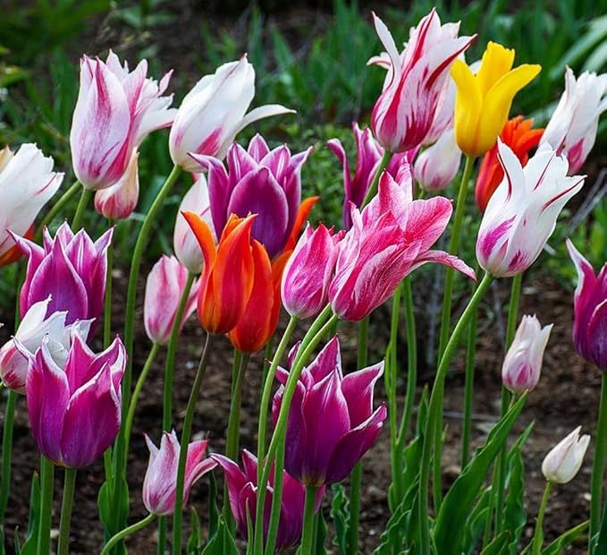 Tulipa Fringed Mixture Tulip Bulbs Size 11/12 for Planting - Plant in Fall, Winter or Early Spring (Lily Flowering Mixture, 15, Count)