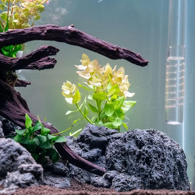 SubstrateSource Live Aquarium Red Stem Plants - Freshwater Aquatic Plant for Fish Tanks, Aquascaping - (Lemon Bacopa Caroliniana, 4 Bunches)