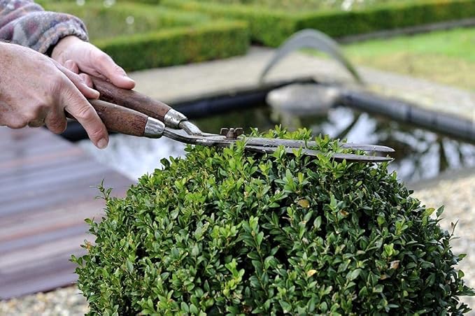 Winter Gem Boxwood | 5 Live 4 Inch Pots | Buxus Microphylla Japonica | Fast Growing Cold Hardy Formal Evergreen Shrub